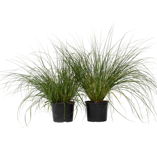 Fountain Grass - 2 pcs. - Pennisetum alopecuroides 'Hameln' - H20-30cm - ⌀23cm
