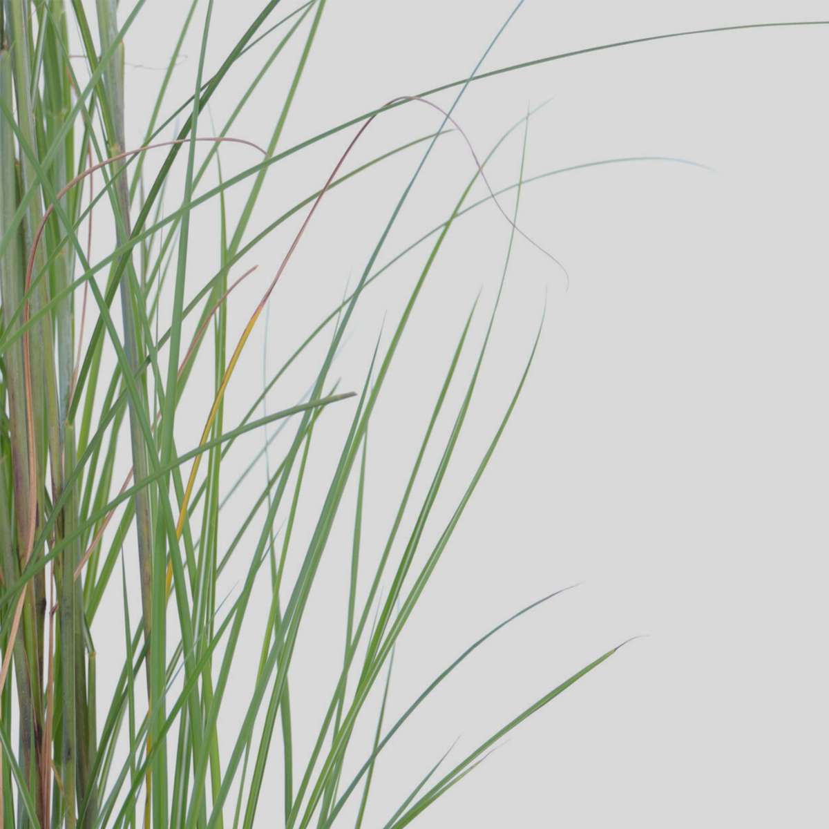 Chinese silver grass - Miscanthus sinensis 'Gracillimus' - H40-60cm - ⌀23cm