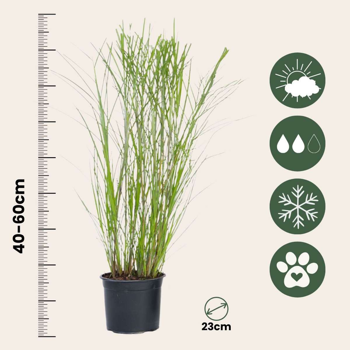 Chinese silver grass - Miscanthus sinensis 'Gracillimus' - H40-60cm - ⌀23cm