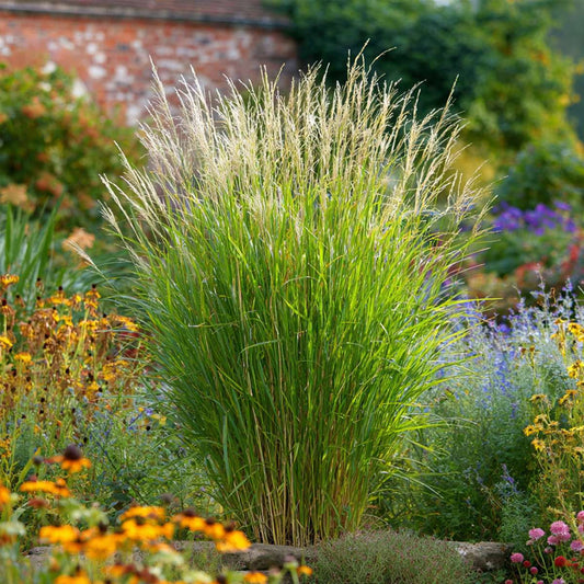 Chinese silver grass - 2 pcs. - Miscanthus 'Gracillimus' - H40-60cm - ⌀23cm