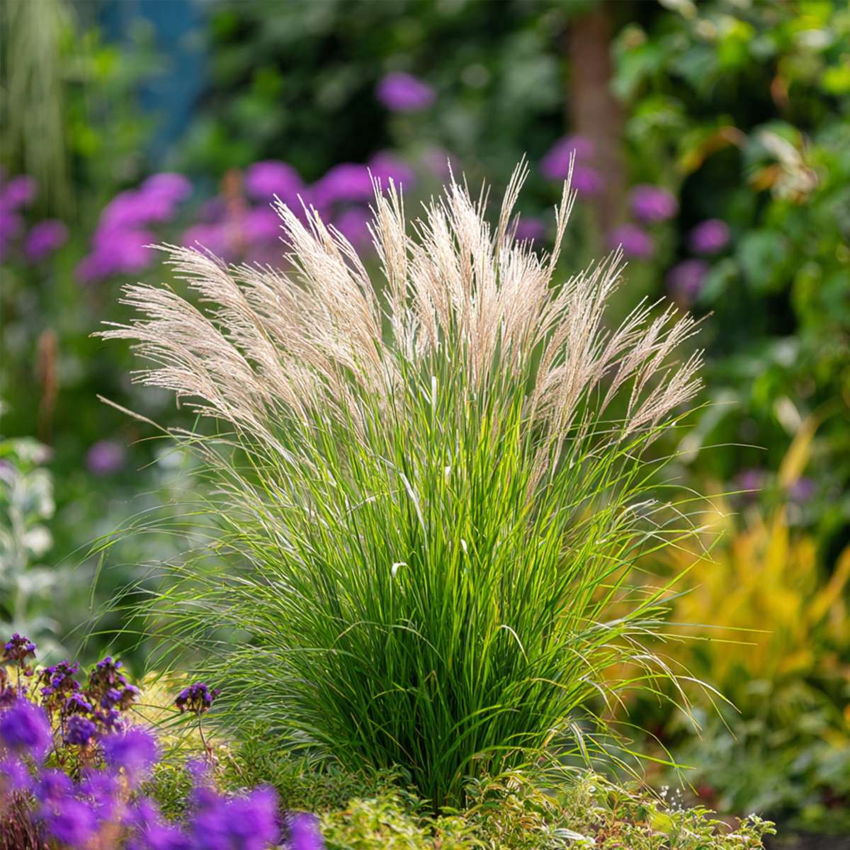 Chinese silver grass - 2 pcs. - Miscanthus 'Gracillimus' - H40-60cm - ⌀23cm