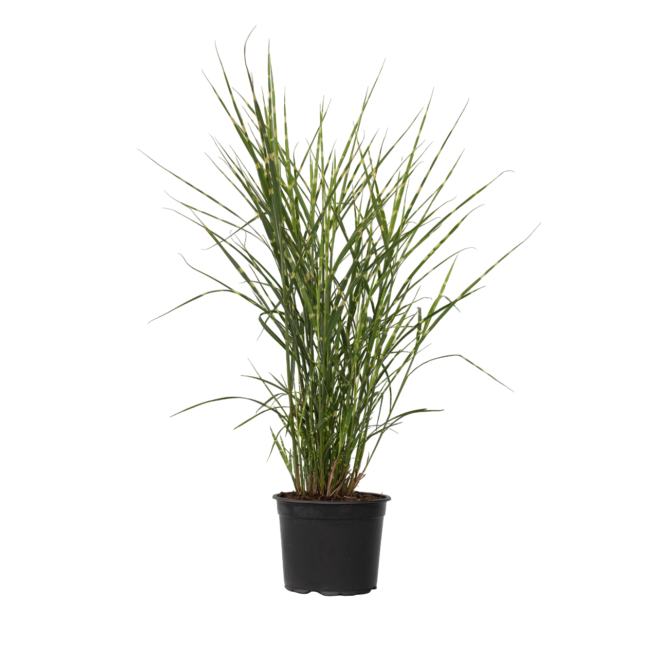 Chinese silver grass - Miscanthus sinensis 'Zebrinus' - Height 20-30cm - ⌀23cm