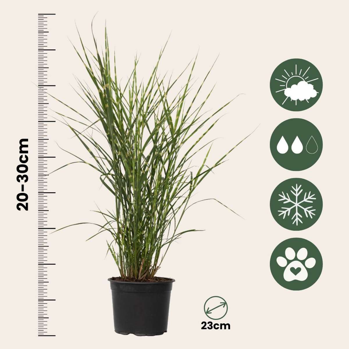 Chinese silver grass - Miscanthus sinensis 'Zebrinus' - Height 20-30cm - ⌀23cm