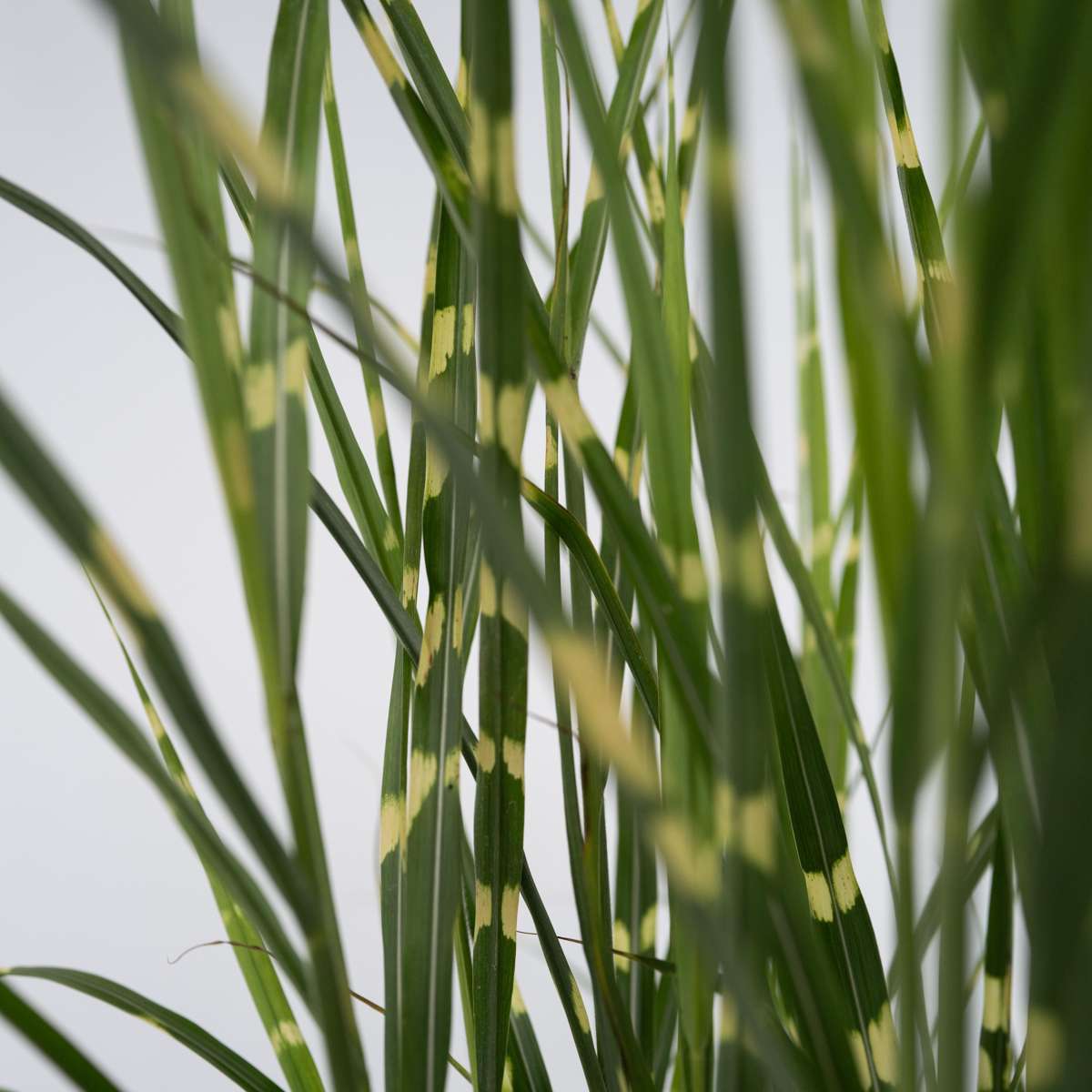 Chinese silver grass - 2 pcs. - Miscanthus 'Zebrinus' - Height 20-30cm - ⌀23cm