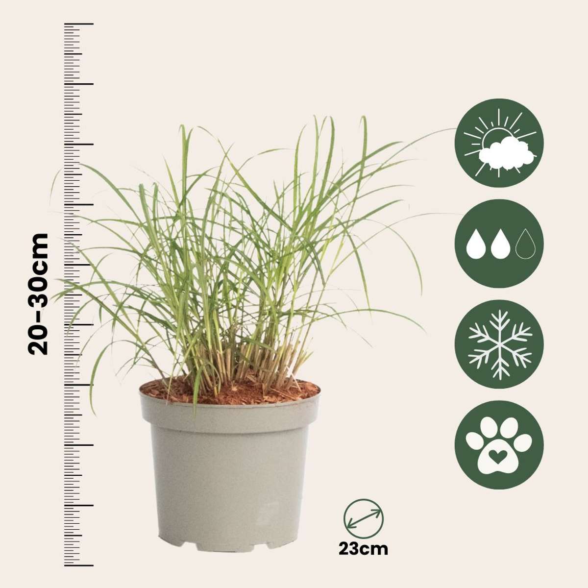 Chinese silver grass - 2 pcs. - Miscanthus 'Red Chief' - Height 40-60cm - ⌀23cm