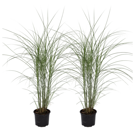 Chinese silver grass - 2 pcs. - Miscanthus - Height 20-30cm - ⌀23cm