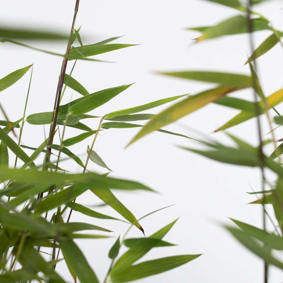 Chinese fountain bamboo - Fargesia nitida 'Red Dragon' - Height 50-70cm - ⌀17cm