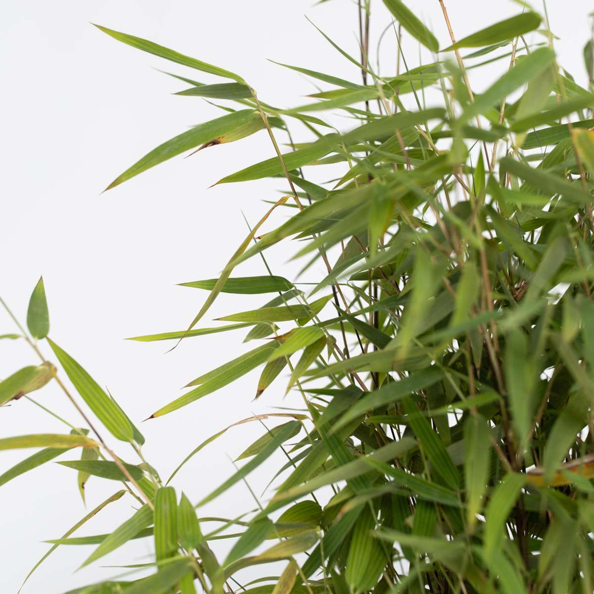 Chinese fountain bamboo - 4 pcs. - Fargesia 'Red Dragon' - H50-70cm - ⌀17cm