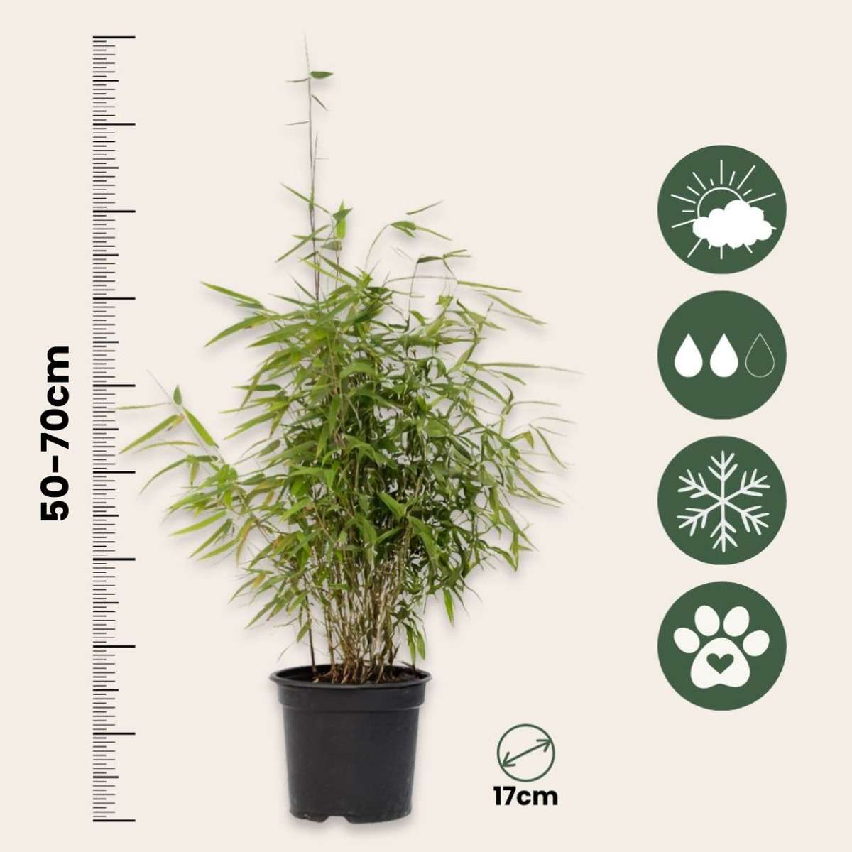 Chinese fountain bamboo - 4 pcs. - Fargesia 'Red Dragon' - H50-70cm - ⌀17cm