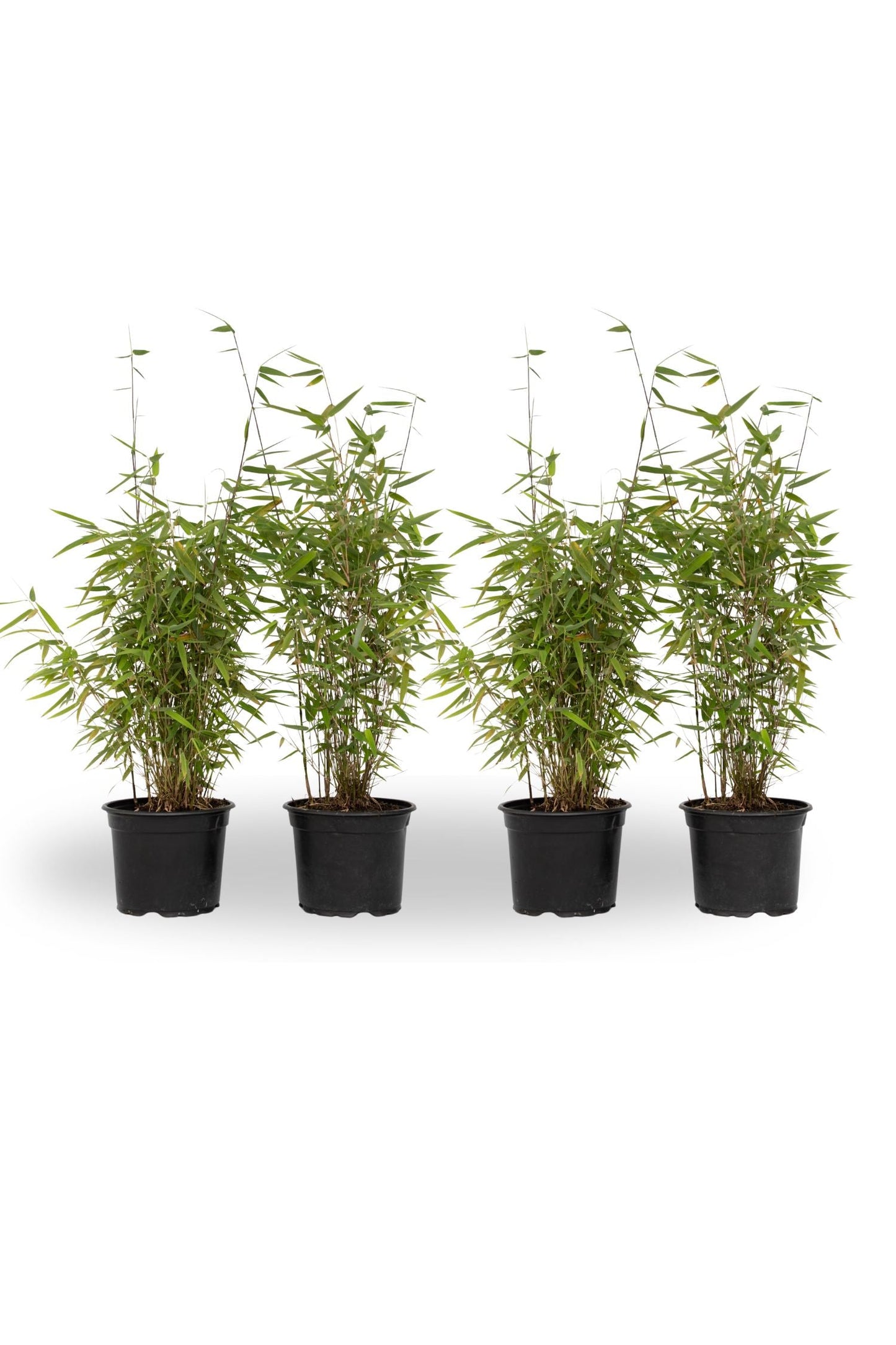 Chinese fountain bamboo - 4 pcs. - Fargesia 'Red Dragon' - H50-70cm - ⌀17cm