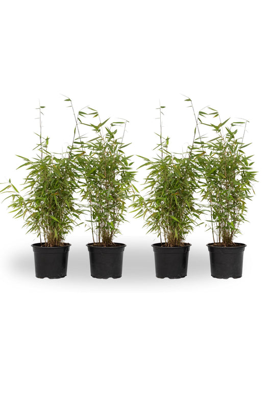 Chinese fountain bamboo - 4 pcs. - Fargesia 'Red Dragon' - H50-70cm - ⌀17cm