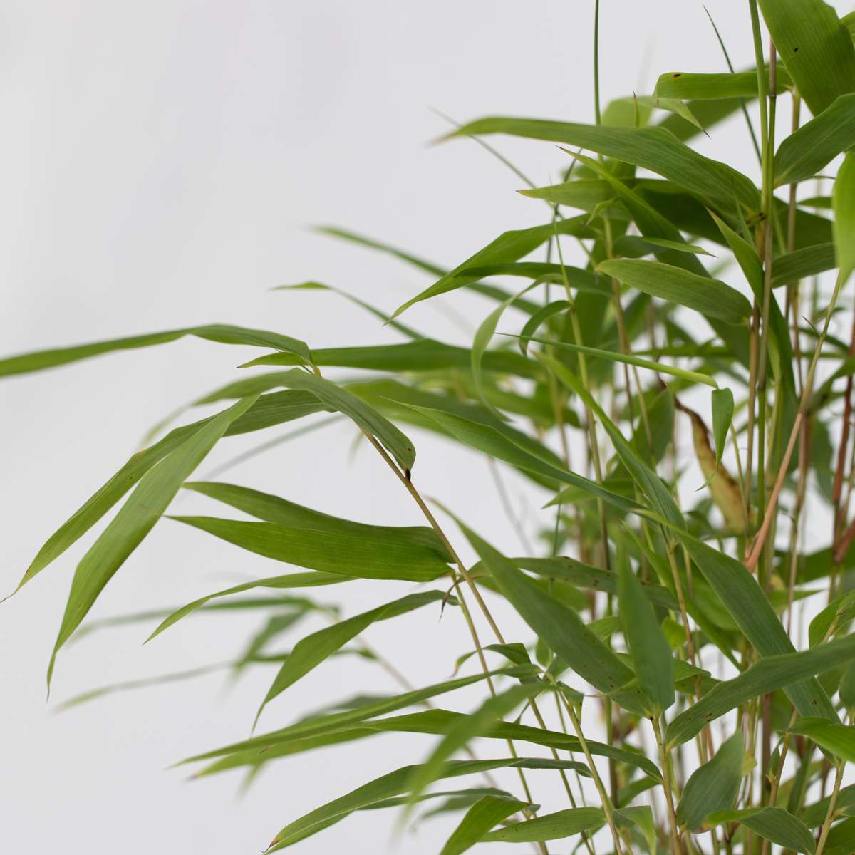 Blue Dragon Bamboo - 6 pcs. - Fargesia papyrifera 'Grex' - H30-40cm - ⌀13cm