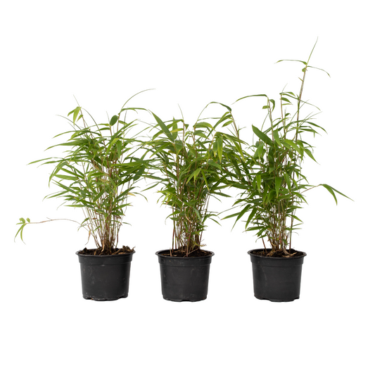 Blue Dragon Bamboo - 6 pcs. - Fargesia papyrifera 'Grex' - H30-40cm - ⌀13cm