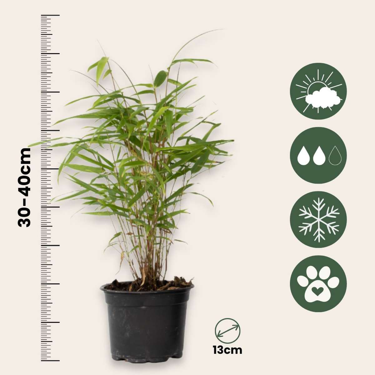 Blue Dragon Bamboo - 6 pcs. - Fargesia papyrifera 'Grex' - H30-40cm - ⌀13cm