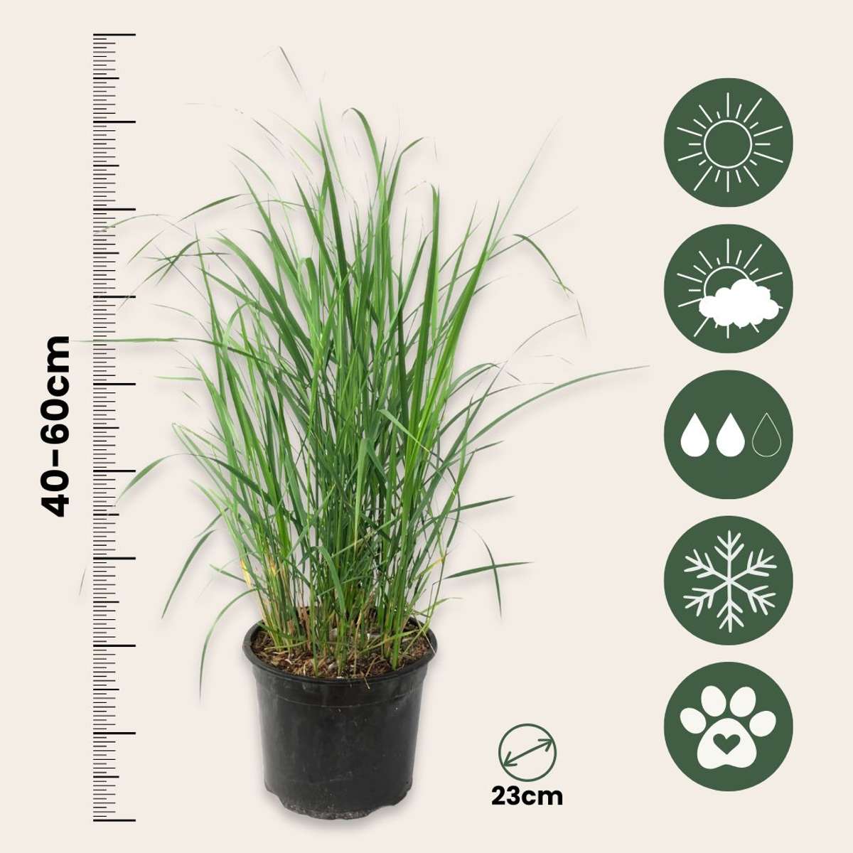 Feather Reed Grass - Calamagrostis 'Karl Foerster' - Height 40-60cm - ⌀23cm