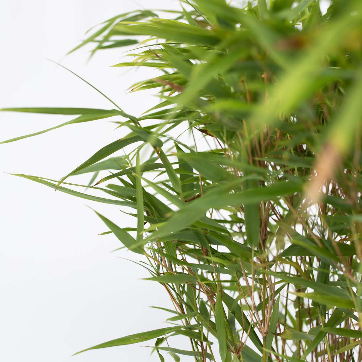 Chinese fountain bamboo - Fargesia nitida 'Gansu' - Height 50-70cm - ⌀17cm