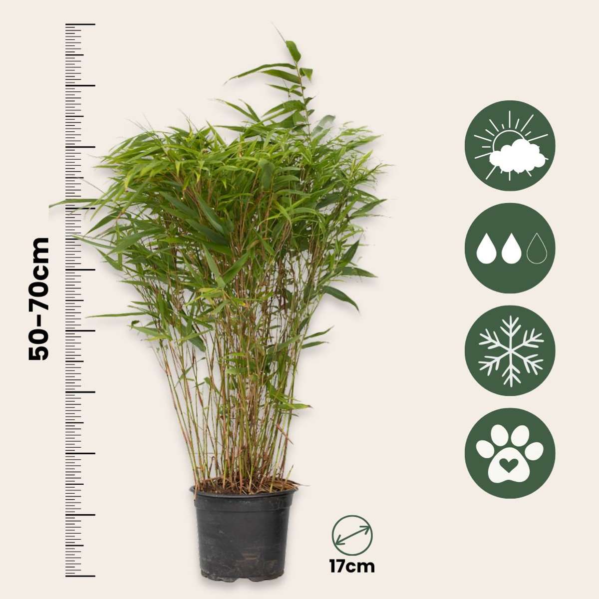 Chinese fountain bamboo - 2 pcs. - Fargesia nitida 'Gansu' - H50-70cm - ⌀17cm