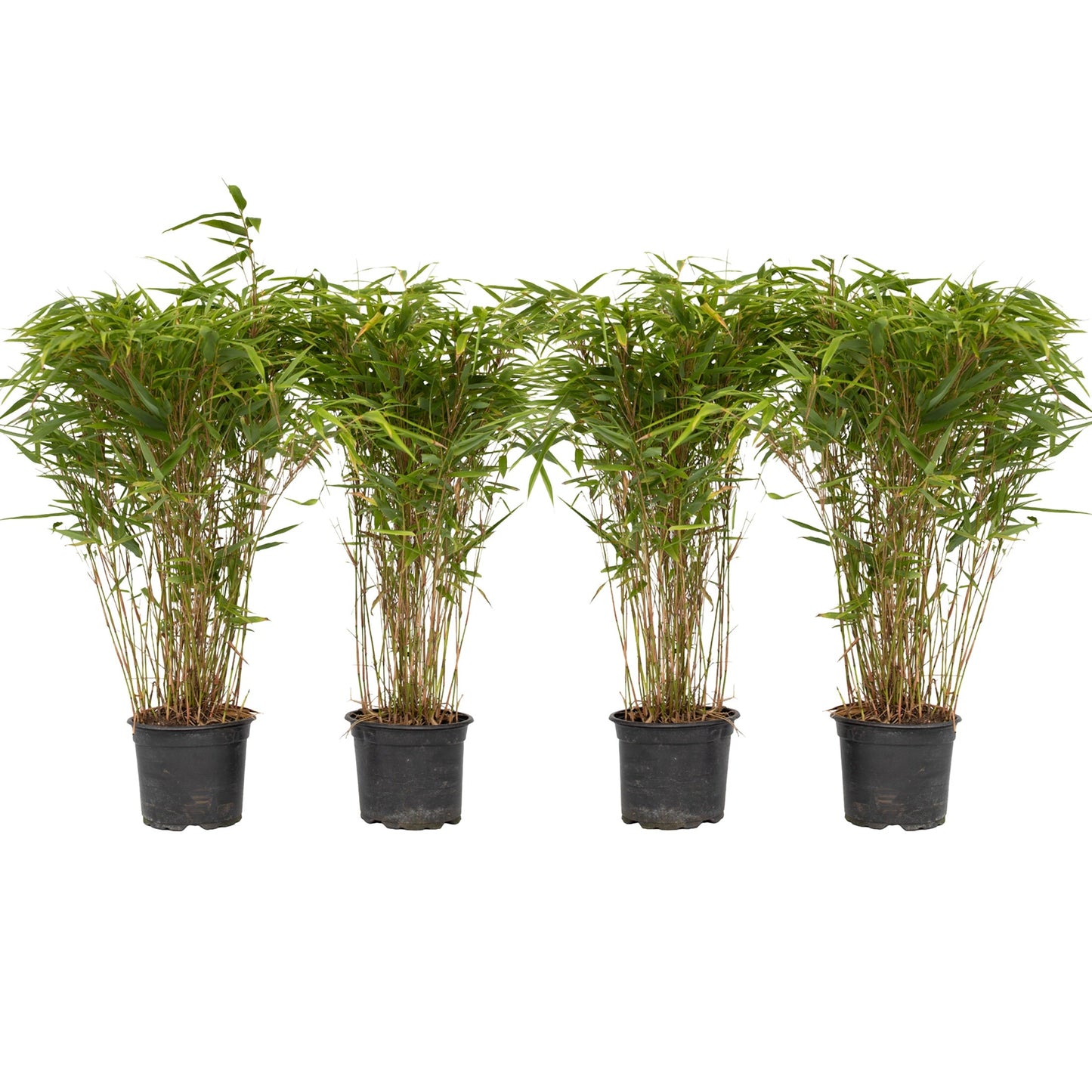 Chinese fountain bamboo - 4 pcs. - Fargesia nitida 'Gansu' - H50-70cm - ⌀17cm