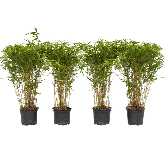 Chinese fountain bamboo - 4 pcs. - Fargesia nitida 'Gansu' - H50-70cm - ⌀17cm