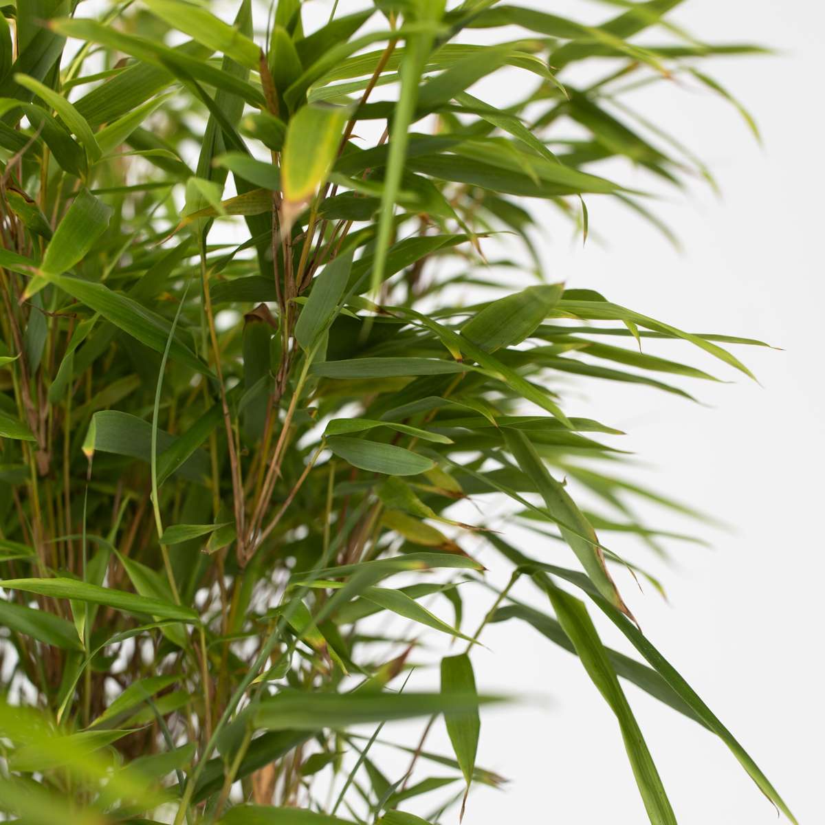 Chinese fountain bamboo - 12 pcs. - Fargesia nitida 'Gansu' - H50-70cm - ⌀17cm
