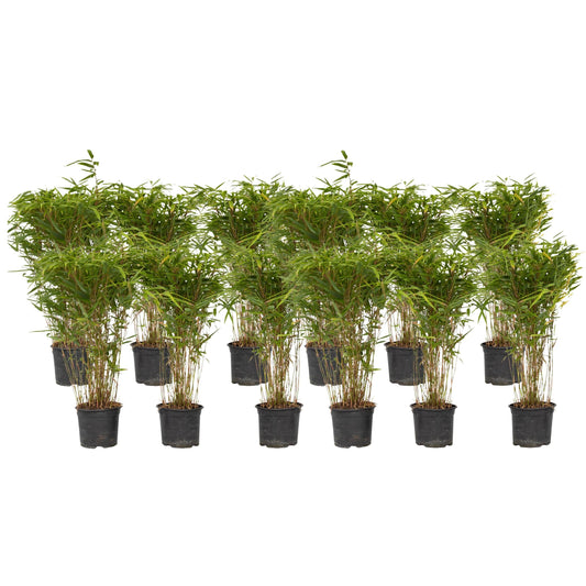 Chinese fountain bamboo - 12 pcs. - Fargesia nitida 'Gansu' - H50-70cm - ⌀17cm