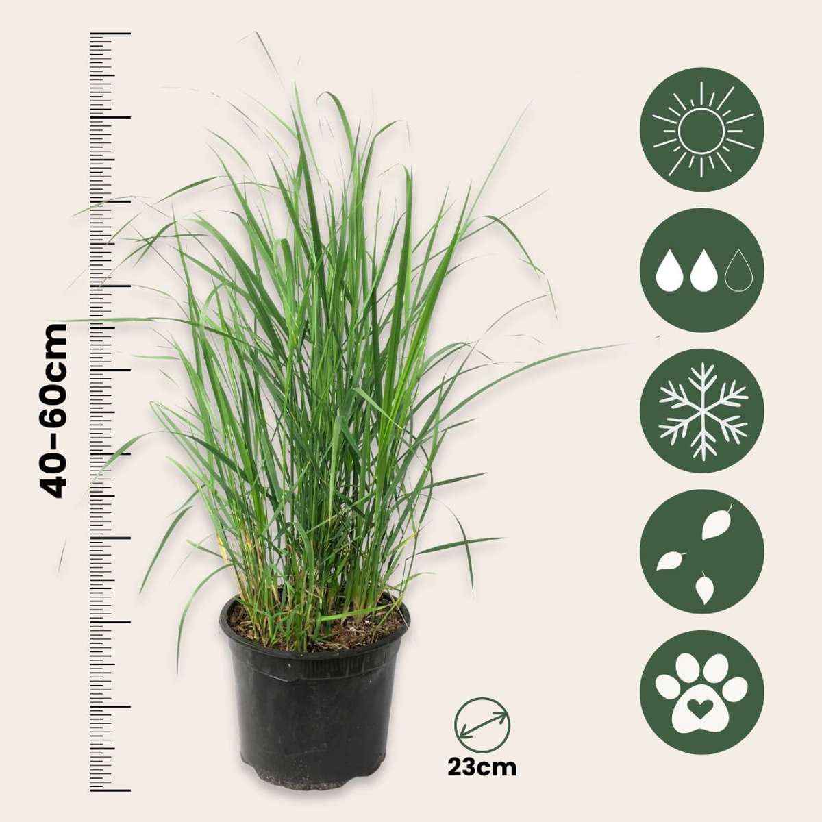 Switch grass - Panicum virgatum 'Heavy Metal' - Height 40-60cm - ⌀23cm