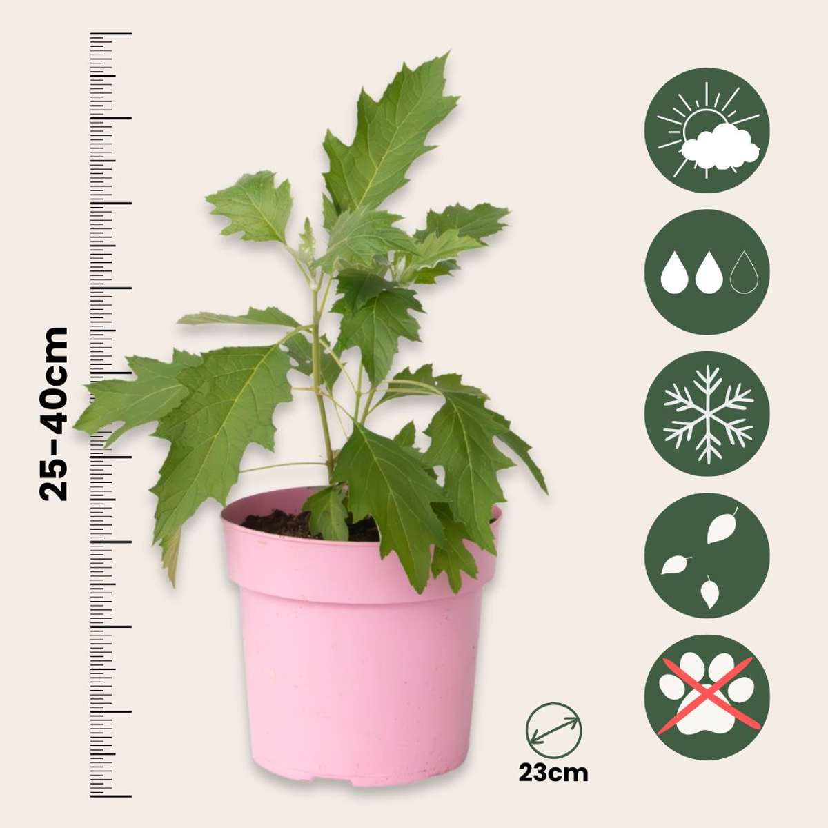 Hortensia - Hydrangea paniculata 'Ice Crystal' - Height 25-40cm - ⌀19cm