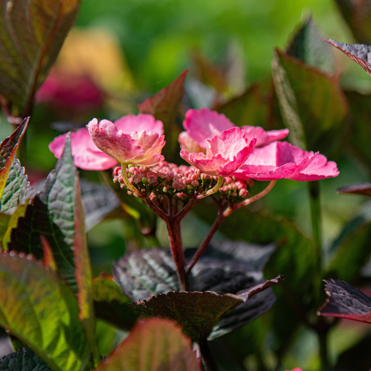 Hortensia - Hydrangea paniculata 'Dare Devil' - Height 25-40cm - ⌀19cm