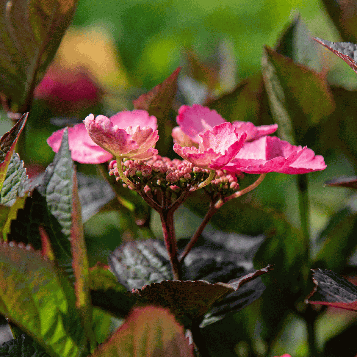 Hortensia - 2 pcs. - Hydrangea 'Dare Devil' - Height 25-40cm - ⌀19cm