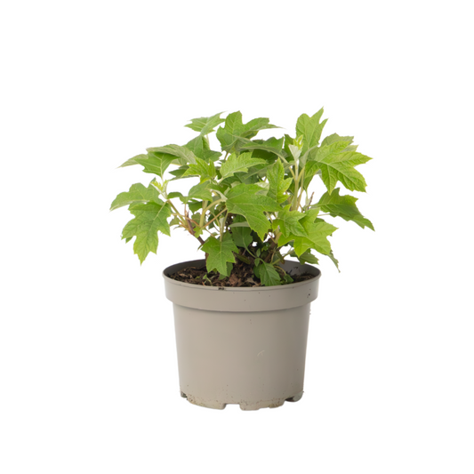 Hortensia - Hydrangea paniculata 'Toy Soldier' - Height 25-40cm - ⌀19cm