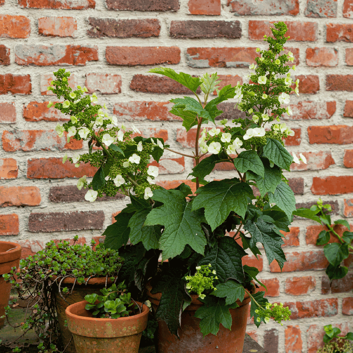 Hortensia - 2 pcs. - Hydrangea 'Toy Soldier' - Height 25-40cm - ⌀19cm