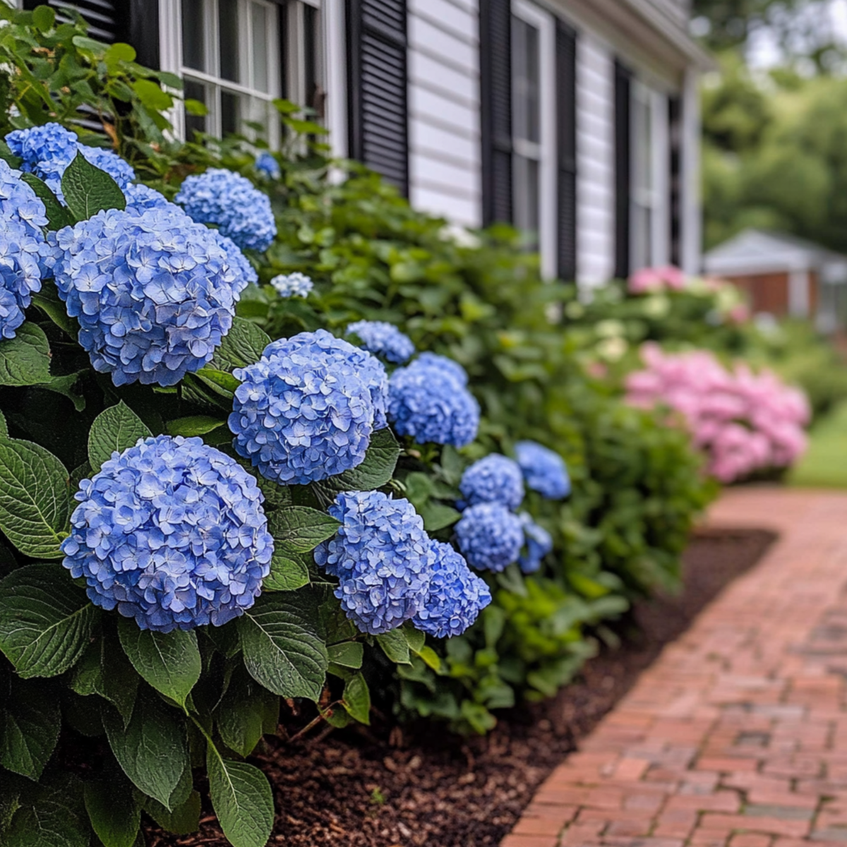 Hortensia - Hydrangea serrata 'Summerglow' - Height 25-40cm - ⌀19cm