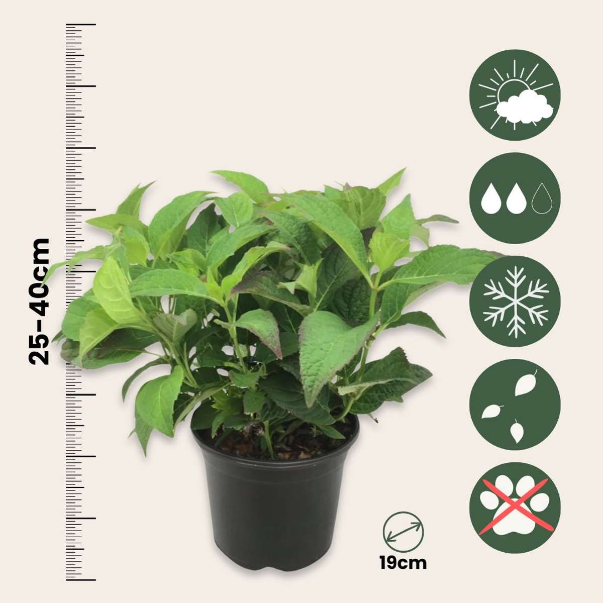 Hortensia - 4 pcs. - Hydrangea serrata 'Summerglow' - Height 25-40cm - ⌀19cm