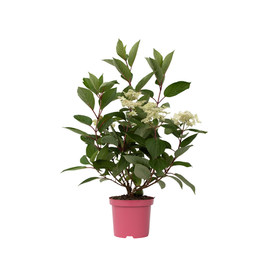 Hortensia - Hydrangea paniculata 'Early Harry' - Height 25-40cm - ⌀19cm