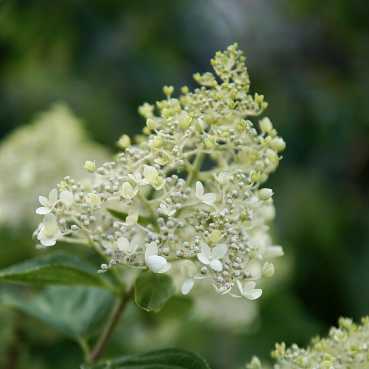 Hortensia - 2 pcs. - Hydrangea paniculata 'Bobo' - Height 25-40cm - ⌀19cm