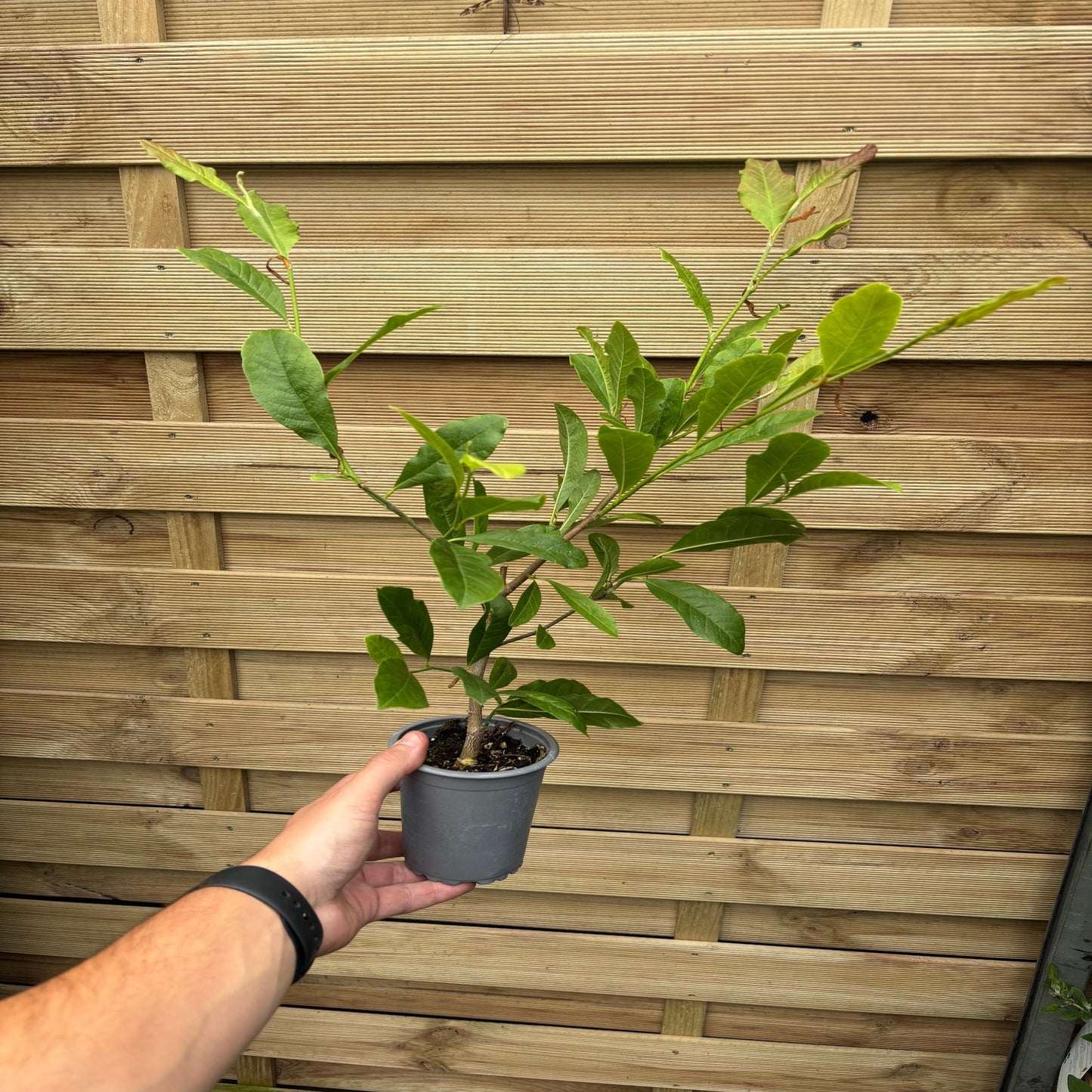 Magnolia x Soulangeana 'Saucer Magnolia' 9cm-3L