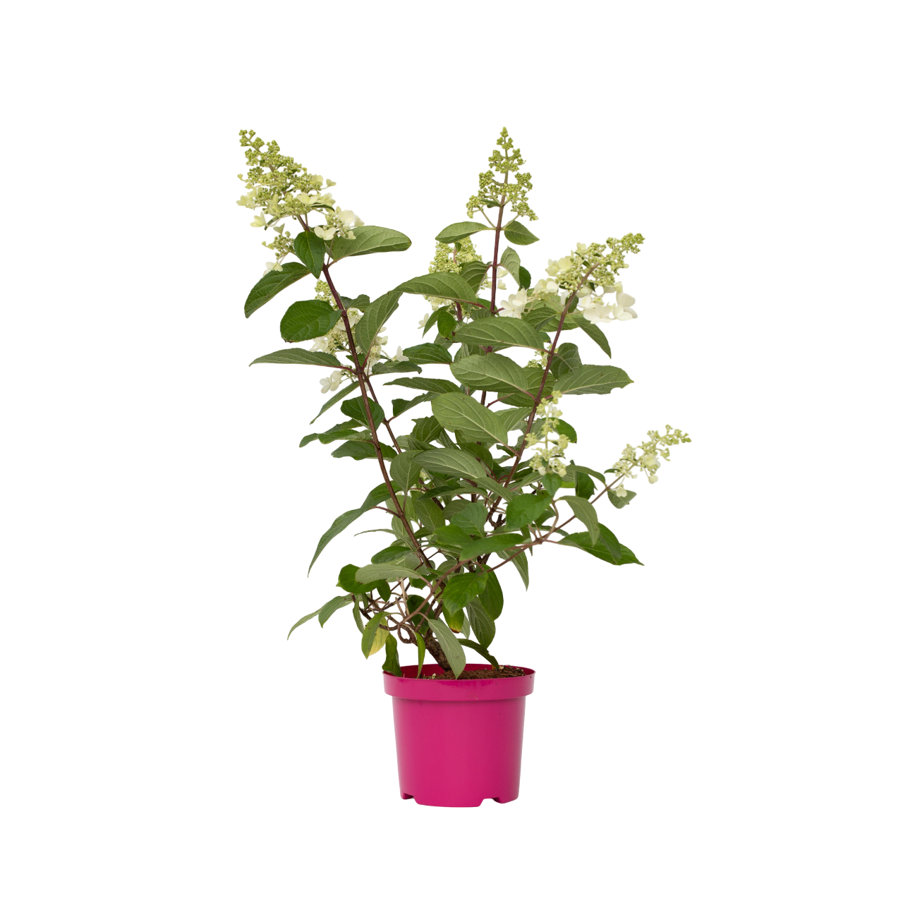 Hortensia - Hydrangea paniculata 'Pinky Winky' - Height 25-40cm - ⌀19cm