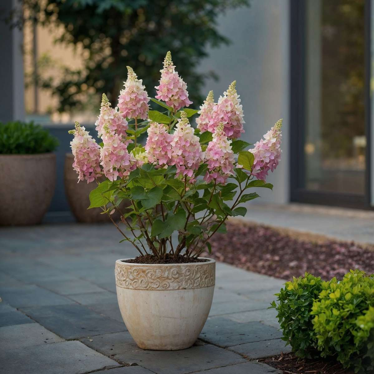 Hortensia - 4 pcs. - Hydrangea paniculata 'Pinky Winky' - Height 25-40cm - ⌀19cm