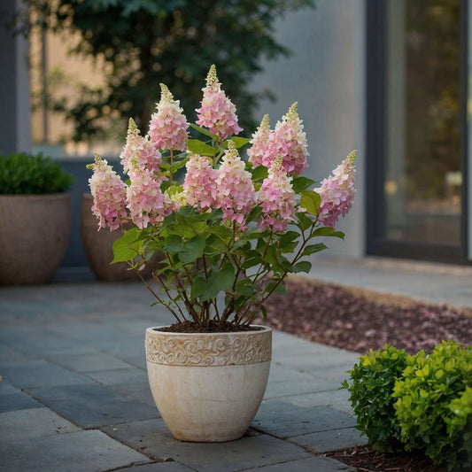Hortensia - 4 pcs. - Hydrangea paniculata 'Pinky Winky' - Height 25-40cm - ⌀19cm