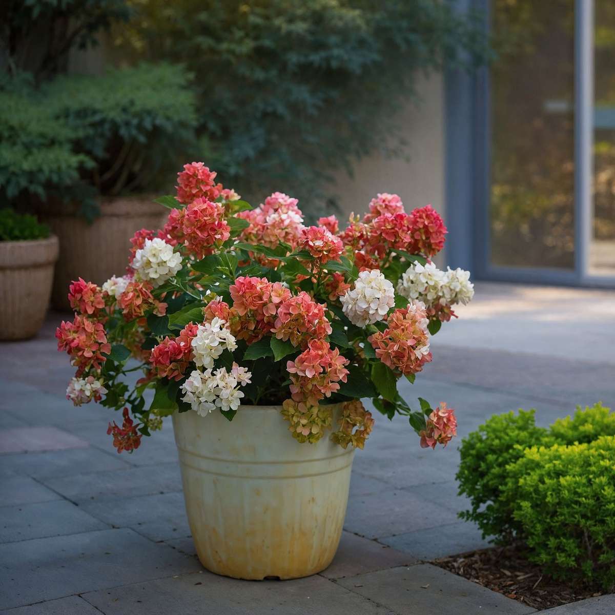 Hortensia - 2 pcs. - Hydrangea paniculata 'Wim's Red' - Height 25-40cm - ⌀19cm