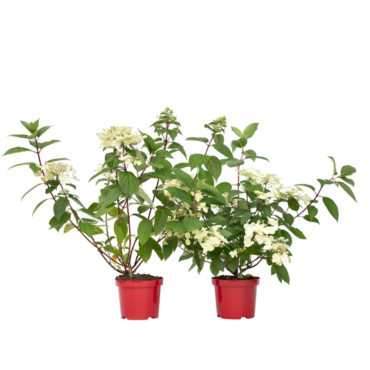 Hortensia - 2 pcs. - Hydrangea paniculata 'Wim's Red' - Height 25-40cm - ⌀19cm