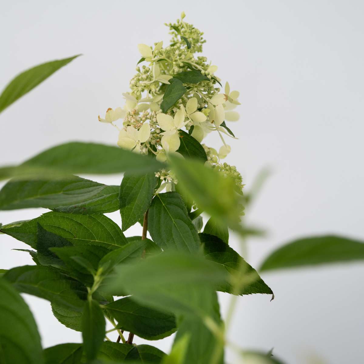 Hortensia - Hydrangea paniculata 'Confetti' - Height 25-40cm - ⌀19cm