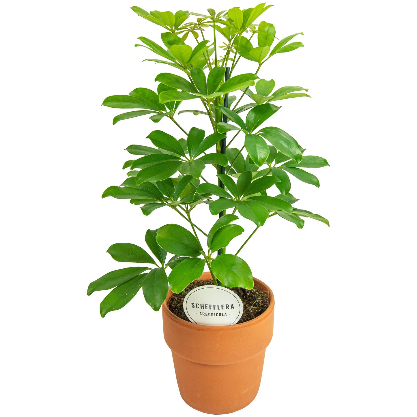 Schef Ar Nora Terracotta Oranje