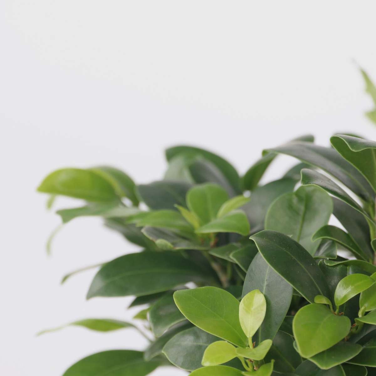 Curtain Fig - 2 pcs. - Ficus microcarpa - Height 30-40cm - ⌀12cm