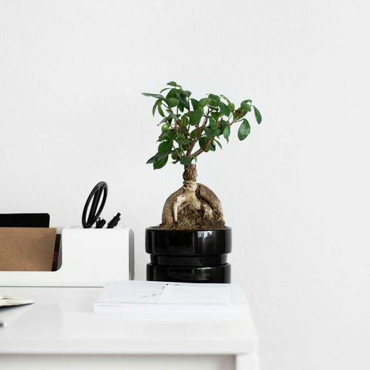 Curtain Fig - 4 pcs. - Ficus microcarpa - Height 30-40cm - ⌀12cm