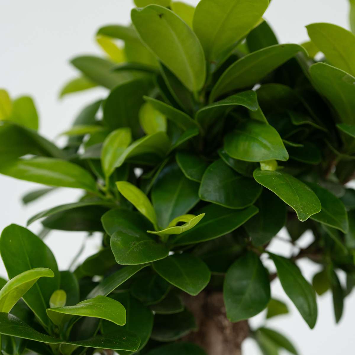 Curtain Fig - 4 pcs. - Ficus microcarpa - Height 30-40cm - ⌀12cm