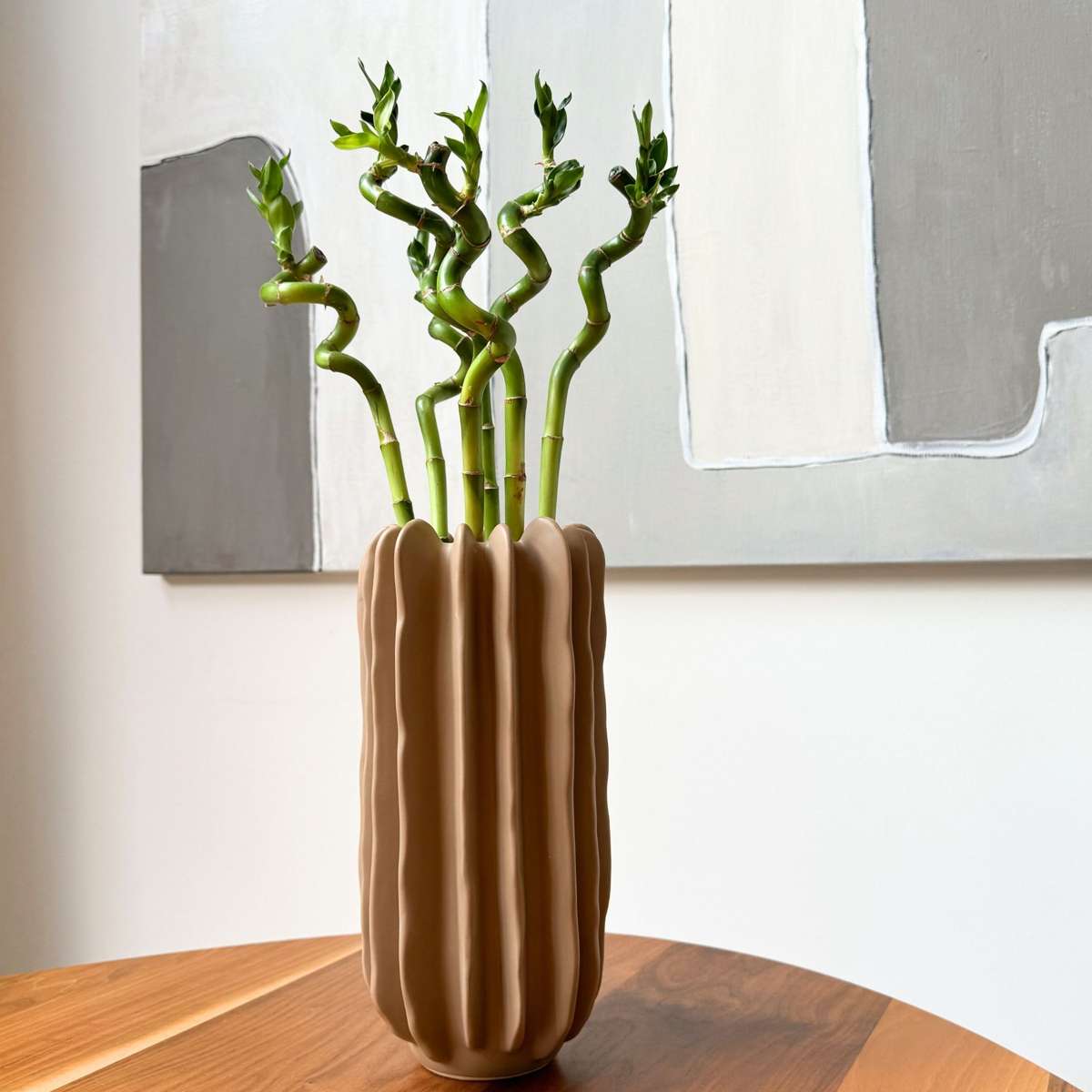 Lucky Bamboo - 12 pcs. - Dracaena sanderiana - Height 40-50cm - ⌀2cm