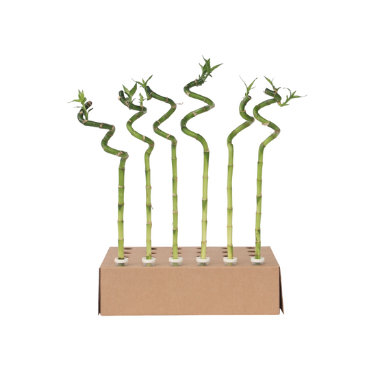 Lucky Bamboo - 6 pcs. - Dracaena sanderiana - Height 40-50cm - ⌀2cm
