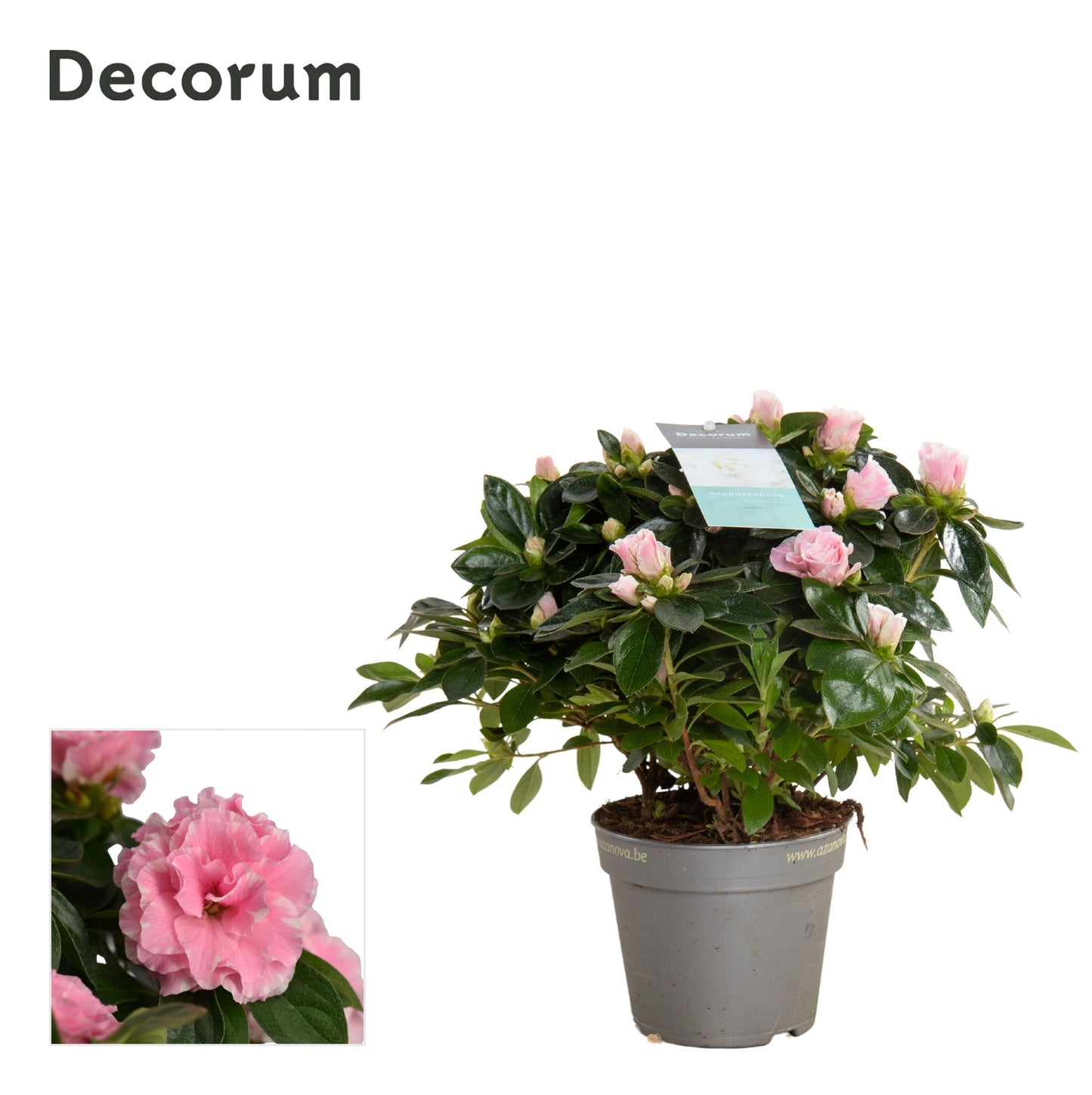 Rhodo Si Aiko Bicolor