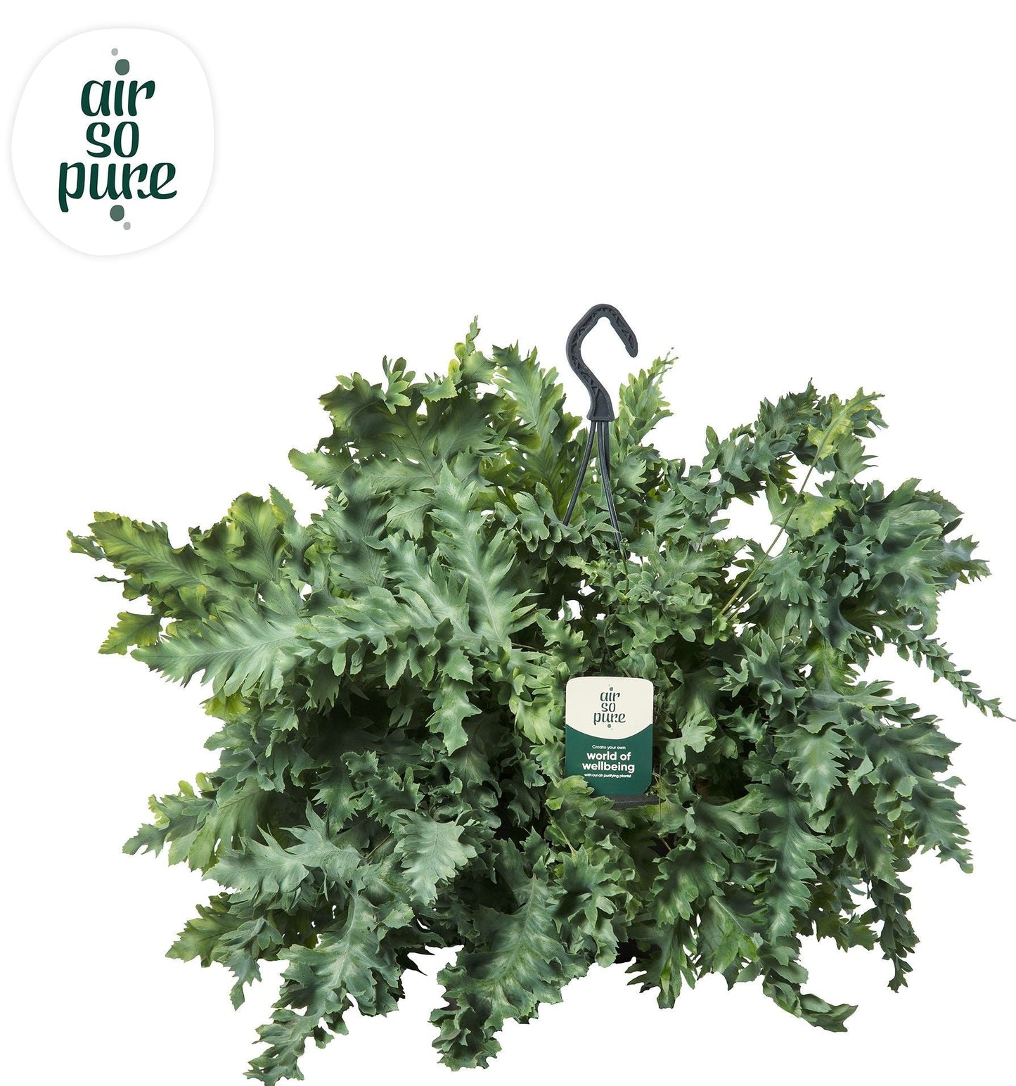 Phlebodium Davana